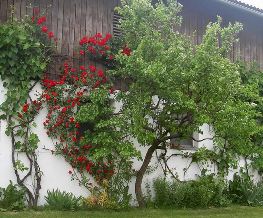 Goelsenhof - Fam. Buechinger *