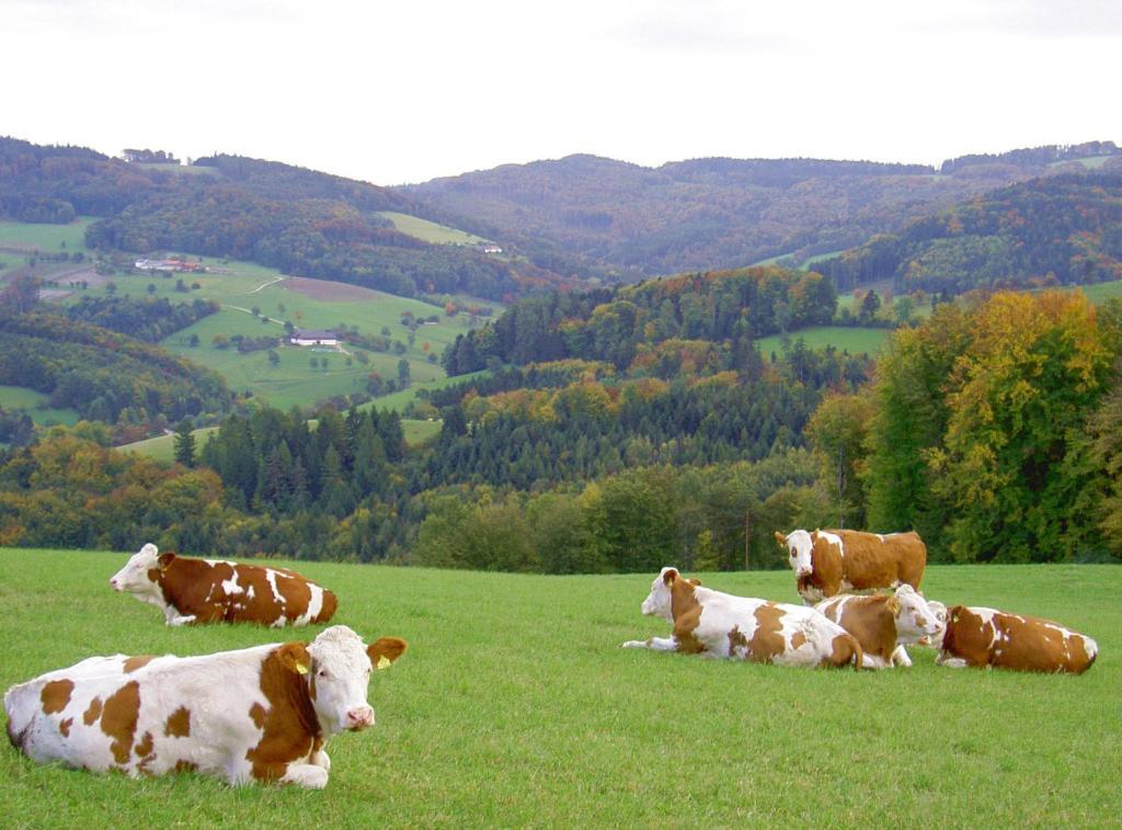 Goelsenhof - Fam. Buechinger Séjour à la ferme *